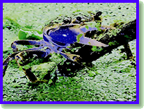 Ausgabe Februar 2019 Online Aquarium-Magazin
