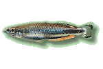 Madagaskar-Ährenfisch